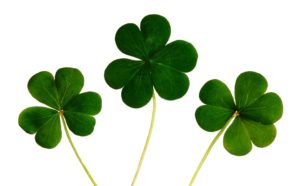 Drawing of Four-Leaf Clover