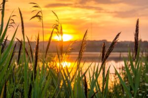 Photo of wetlands at sunrise