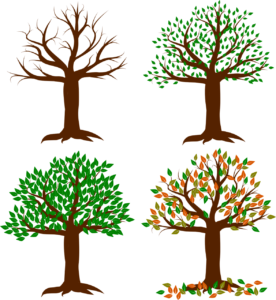 Image of cartoon tree changing with the seasons